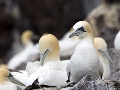 © Marie-Aure COTTA - Écosse - Le fief des oiseaux de mer Écosse - Le fief des oiseaux de mer