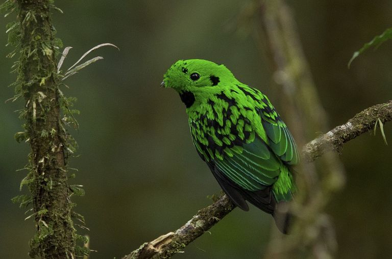 Bornéo - Oiseaux et mammifères exceptionnels de Bornéo