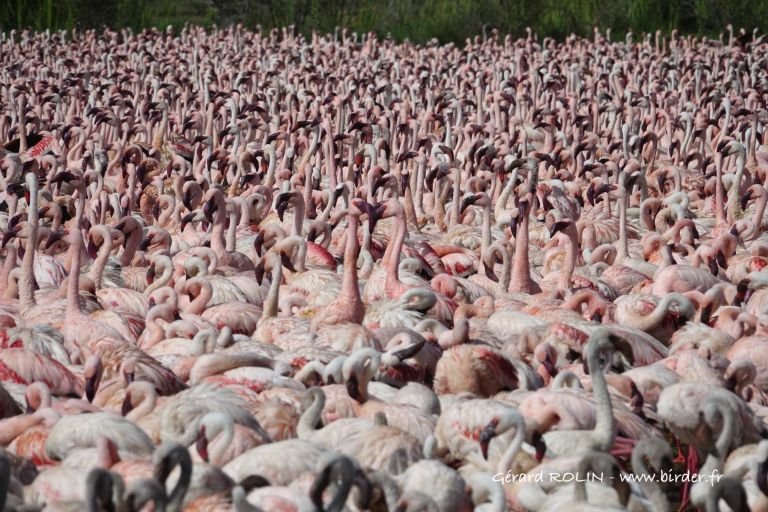 Kenya - Voyage ornithologique