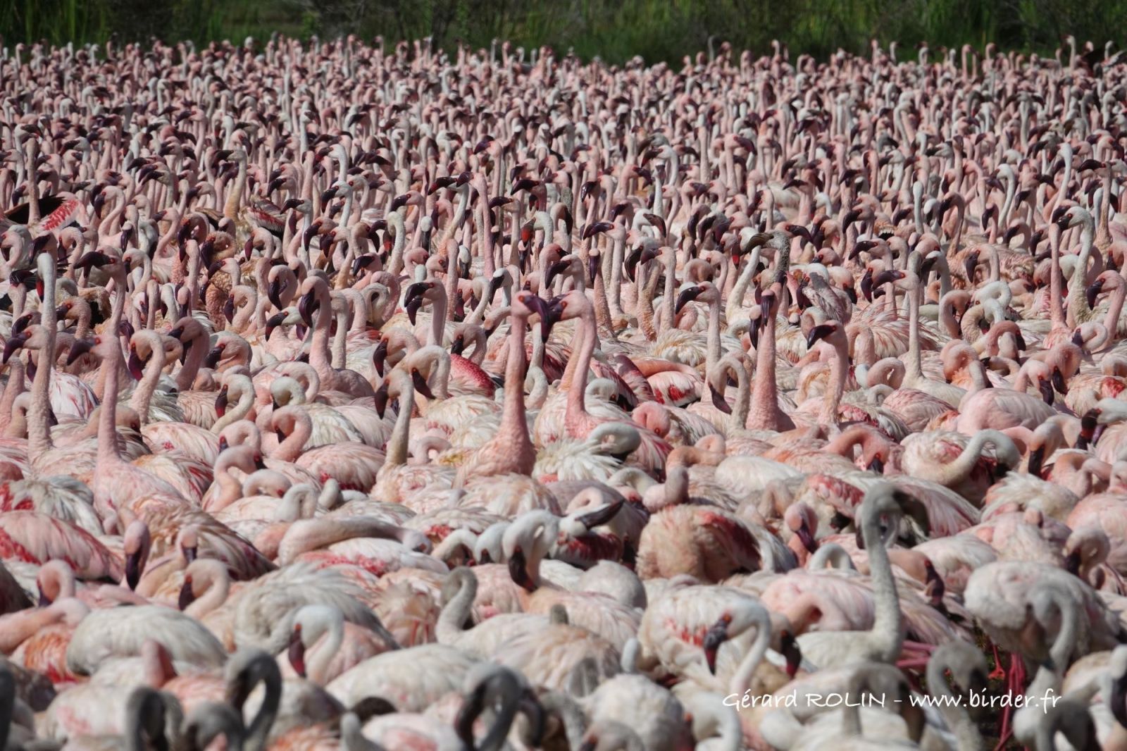flamants