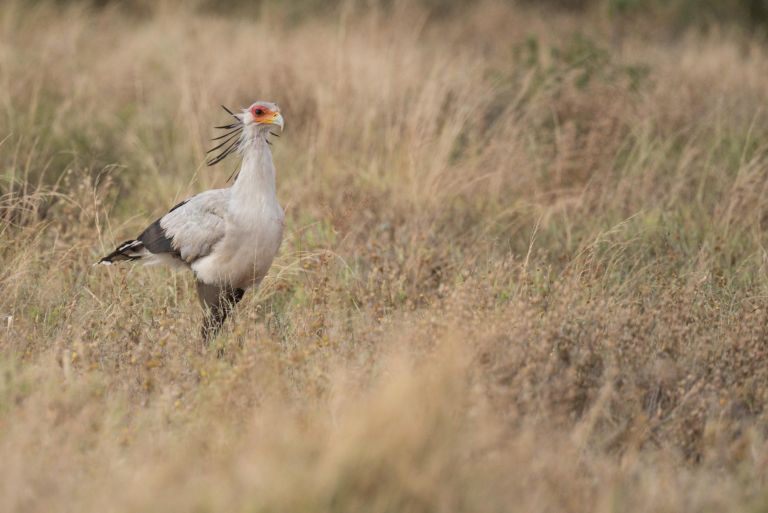 Kenya - Voyage ornithologique