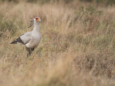 Kenya - Voyage ornithologique