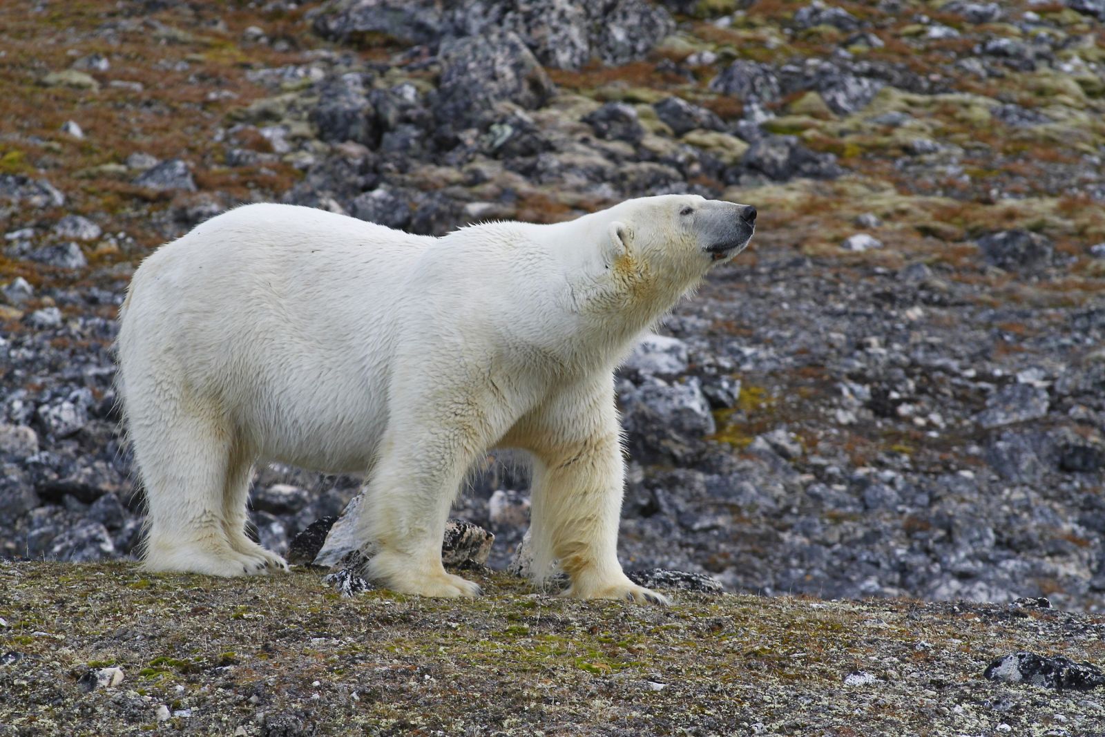 © Laurent Cocherel - Croisière nature & ornithologie au Spitzberg Ours blanc