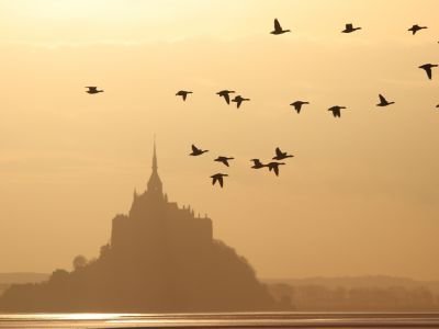 © Bernaches cravants et Mont-St-Michel Sébastien Provost - France - Des migrations exceptionnelles France - Des migrations exceptionnelles