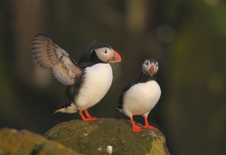 France - Les nicheurs emblématiques du massif armoricain
