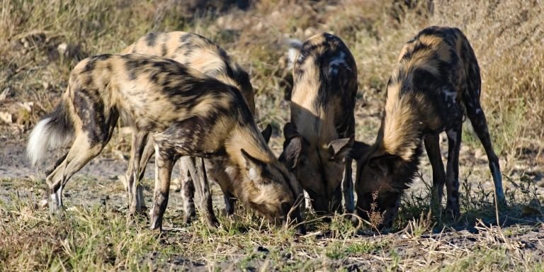 Botswana - Au cœur du Delta de l’Okavango