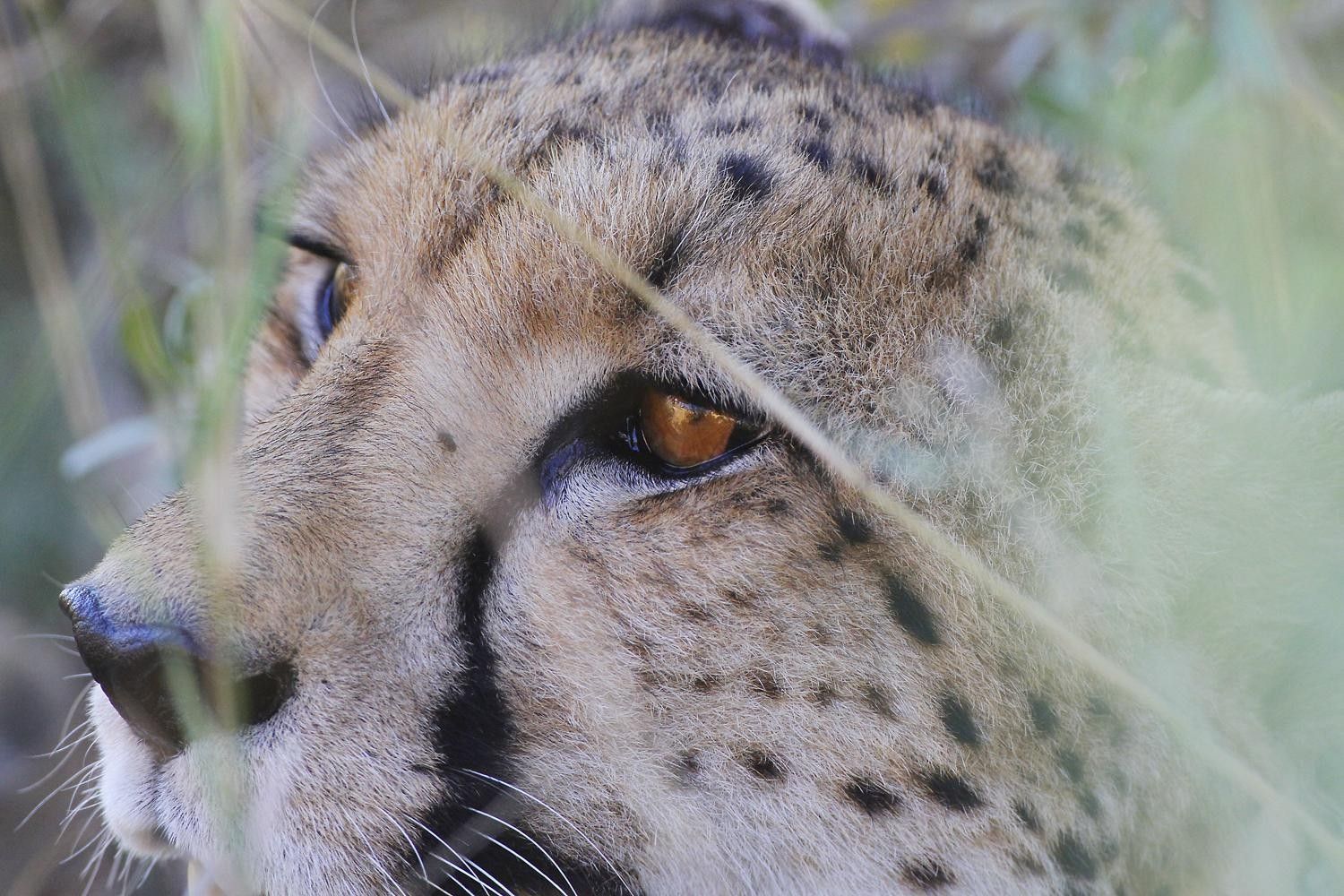 Guépard Botswana