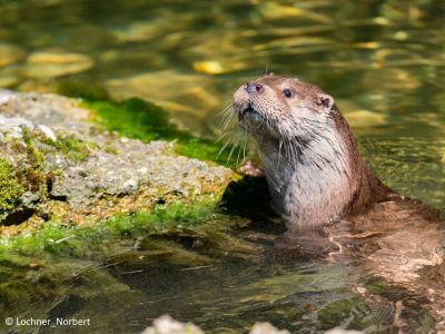 © Loutre d'Europe Lochner Norbert - France - Rencontres aquatiques dans la Vallée du Scorff France - Rencontres aquatiques dans la Vallée du Scorff