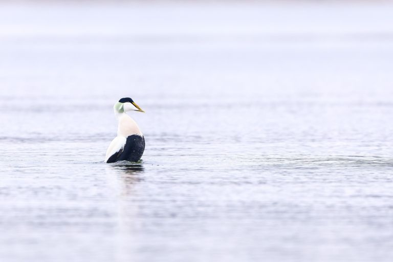 France - Oiseaux hivernants de la pointe bretonne nord