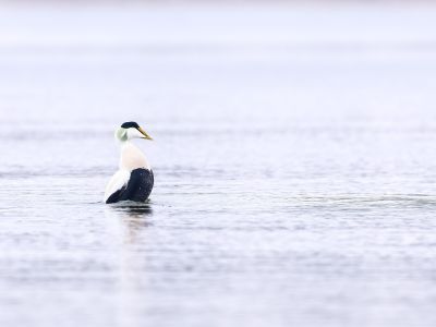 France - Oiseaux hivernants de la pointe bretonne nord