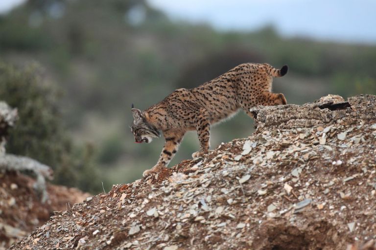 Espagne - A la recherche du lynx pardelle