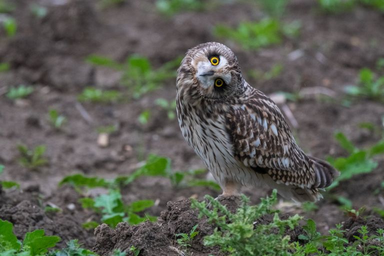 France - Un hiver sur l'Atlantique