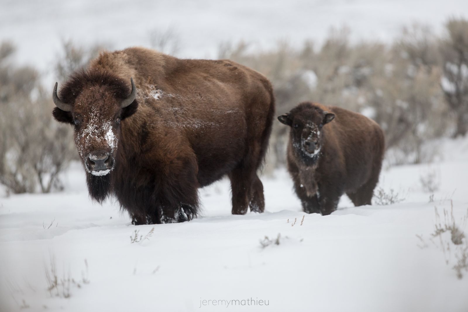 portrait d'un buffle