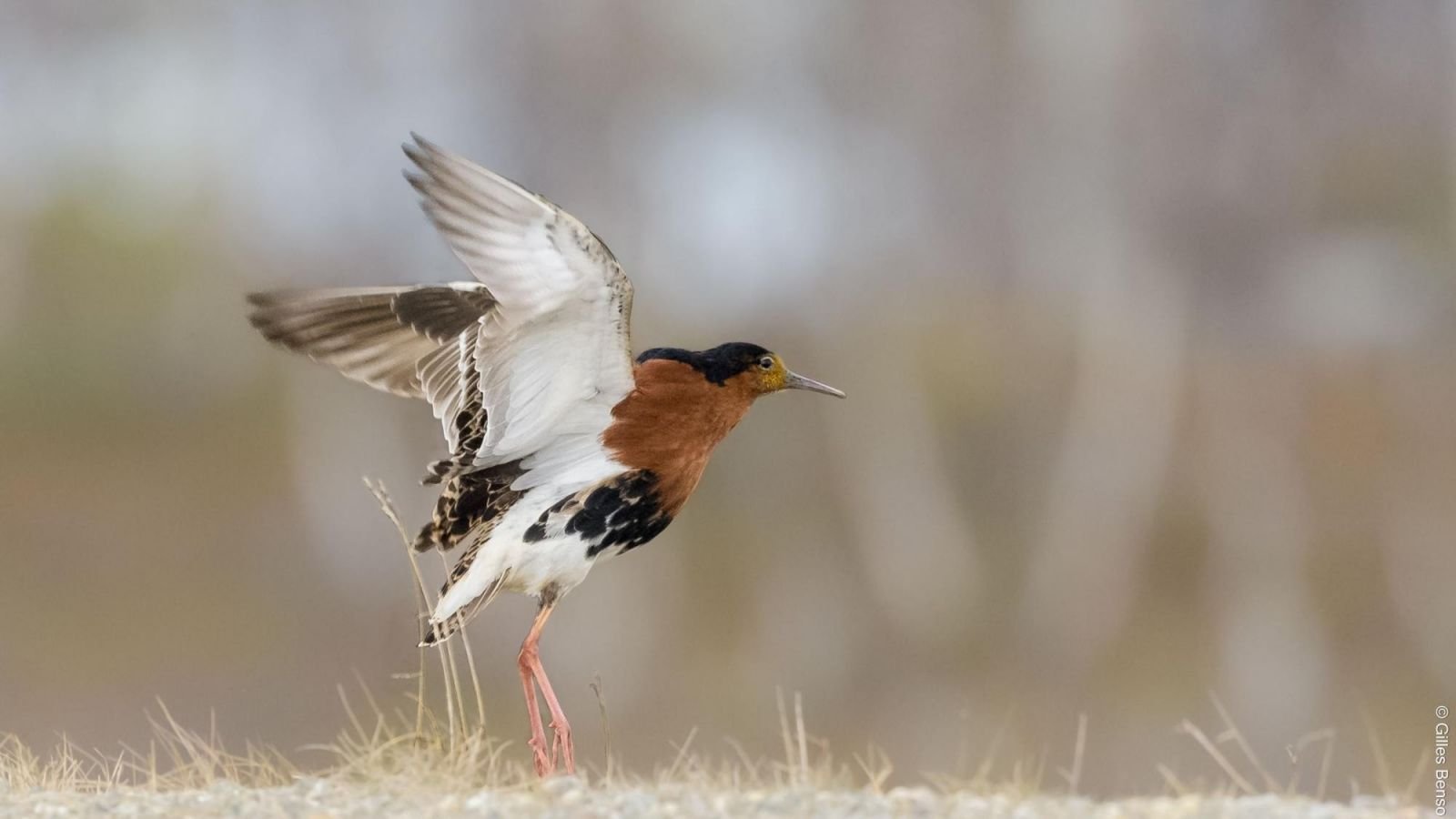 chevalier combattant dans le varanger en norvège