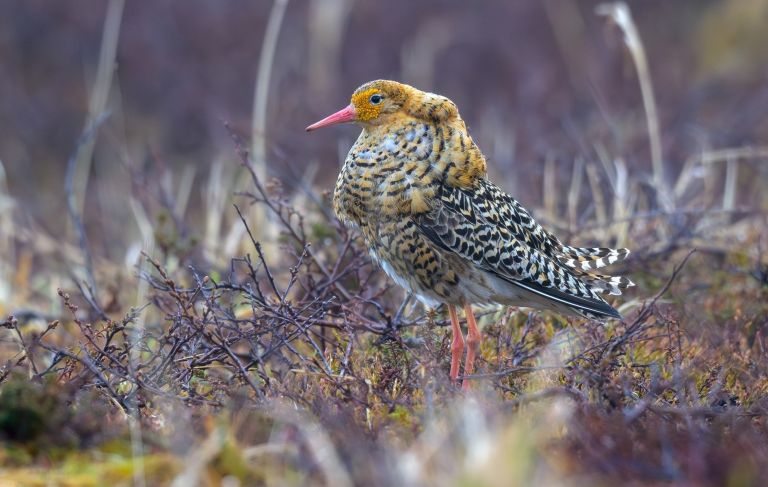 Norvège - Varanger : le paradis ornitho !
