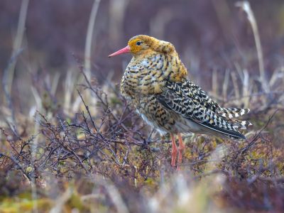 Norvège - Varanger : le paradis ornitho !