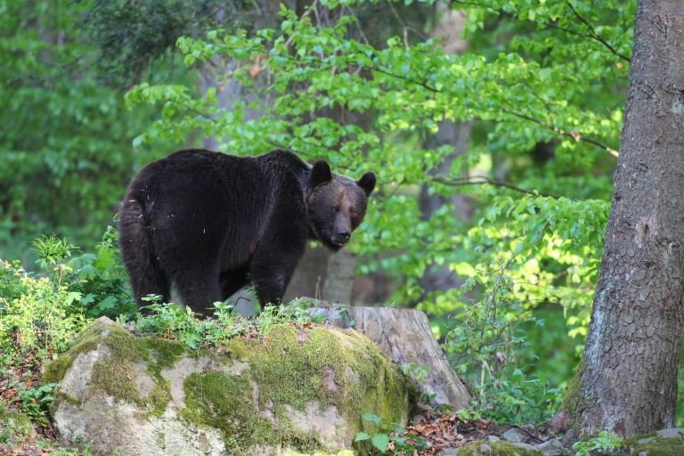 Roumanie - Affûts à ours et oiseaux du printemps