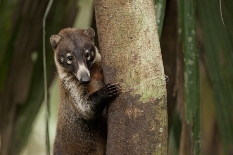 Costa rica - Péninsule d'Osa et parc national du Corcovado