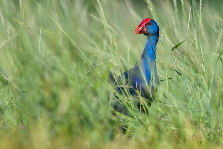 France - Camargue et Alpilles : le triangle d'or de la biodiversité