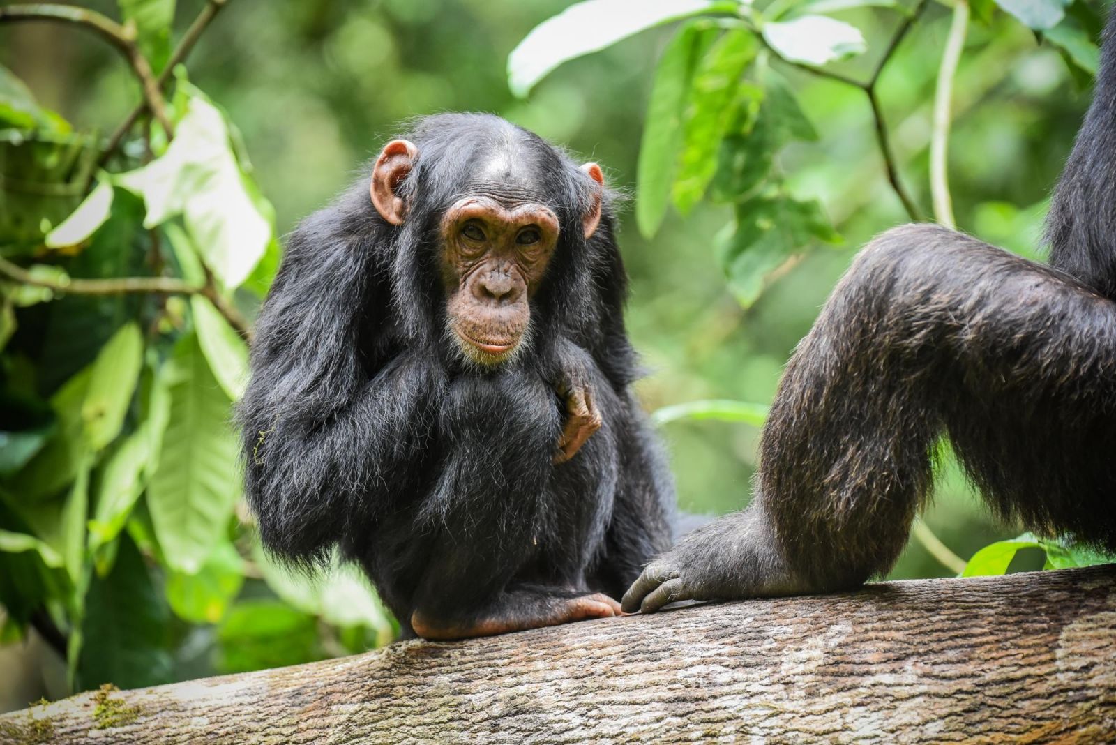 portrait d'un chimpanzé dans la forêt