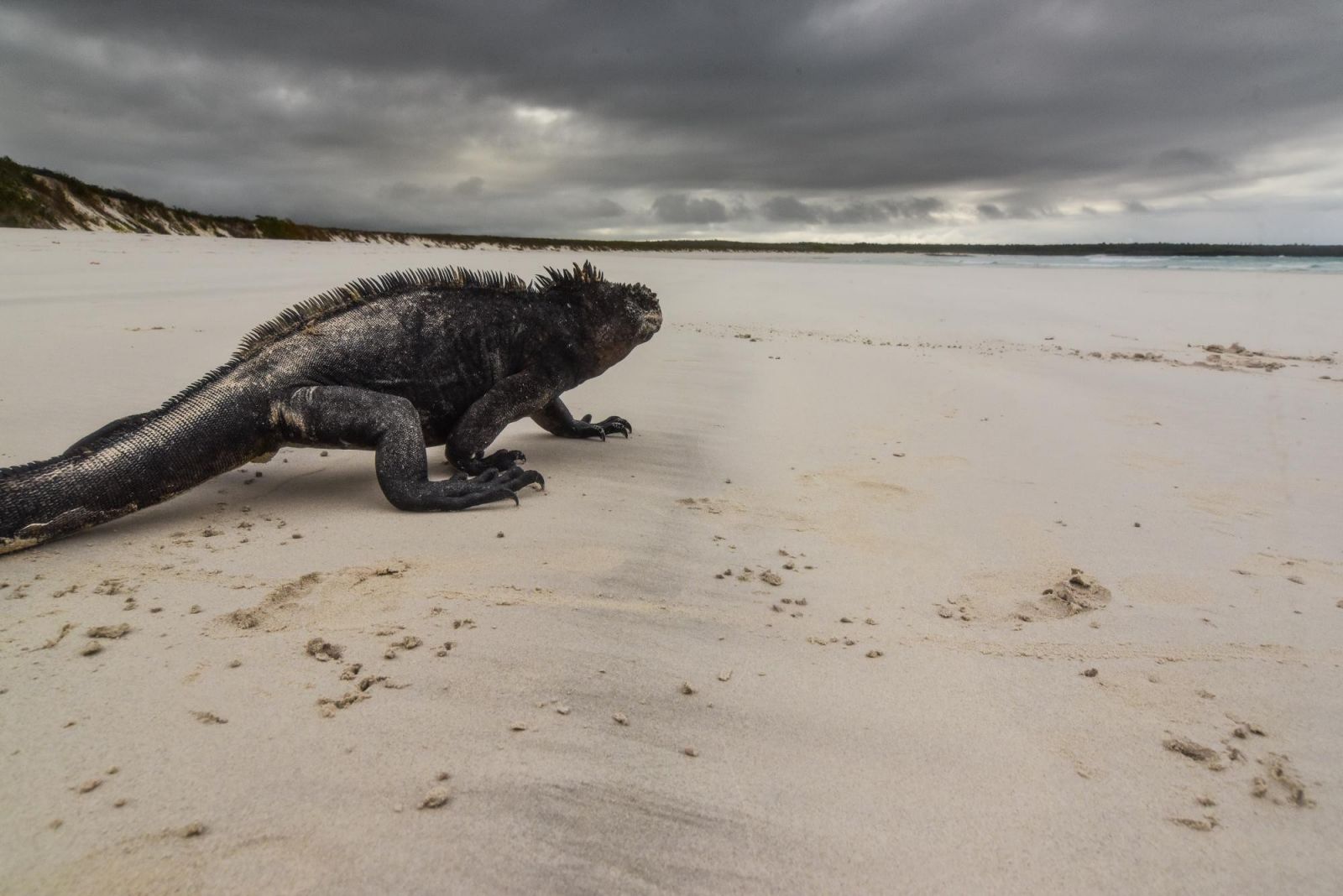 © Sylvain Lefebvre - Spécial Galapagos et Isla Plata iguane marin des galapagos