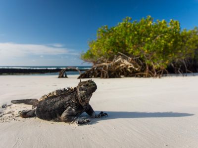 Équateur - Spécial Galapagos et Isla Plata