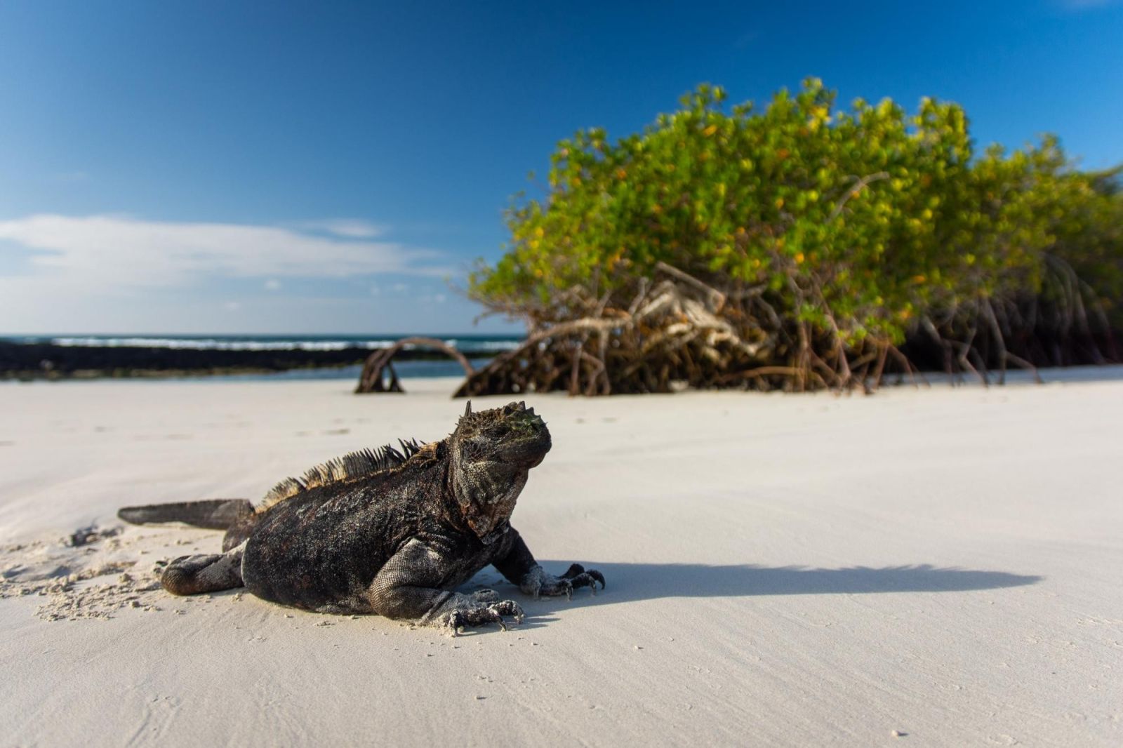 iguane marin des galapagos
