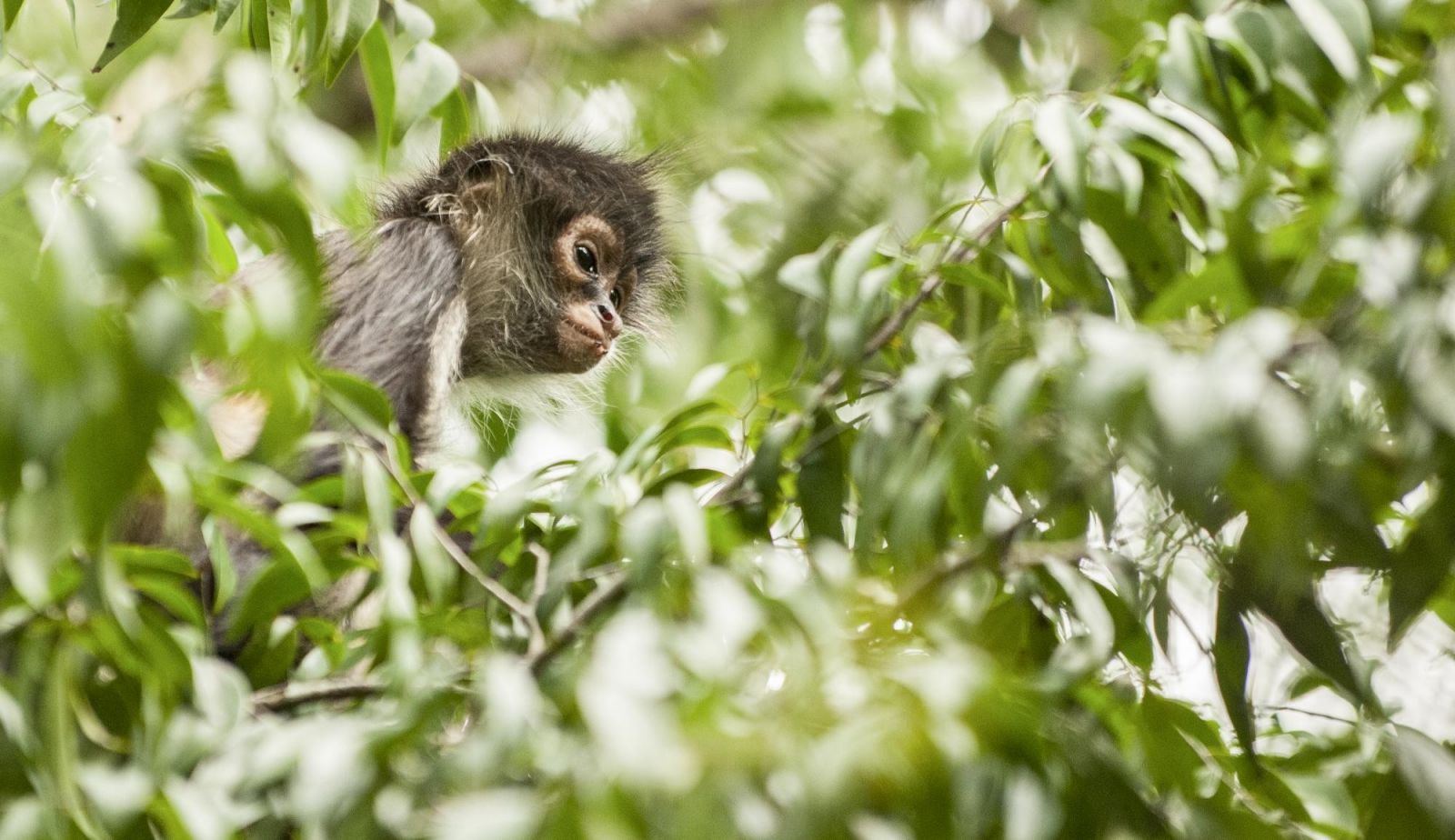 © Sylvain Lefebvre - Circuit "Spécial Faune" singe du costa rica