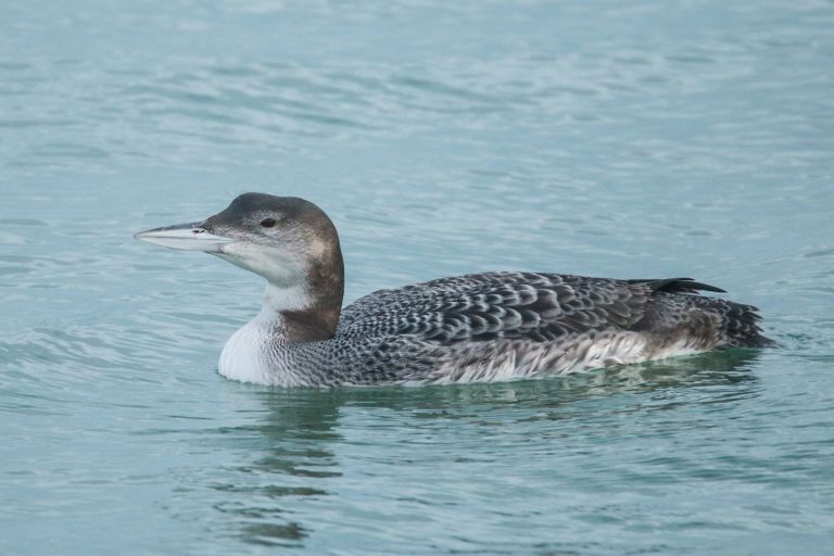 France - Séjour formation: les oies, les canards et les oiseaux marins
