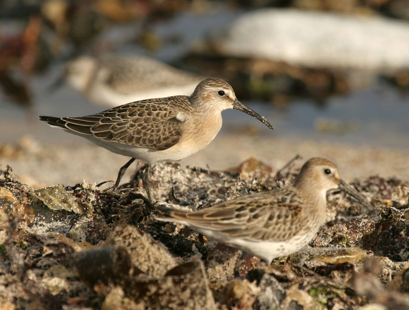 Bécasseau corcoli et variable