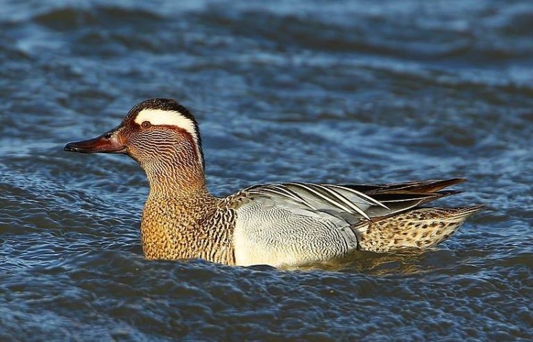 France - Séjour formation : Oiseaux d'eau et du littoral - initiation