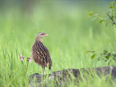 © Louis-Marie Préau - France - Sejour nature en Anjou France - Sejour nature en Anjou