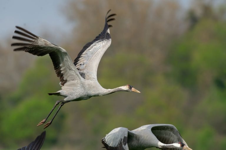 France - Grues cendrées et oiseaux hivernants