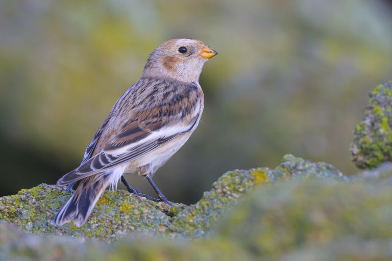 France - Les oiseaux hivernants de la presqu'île du Cotentin