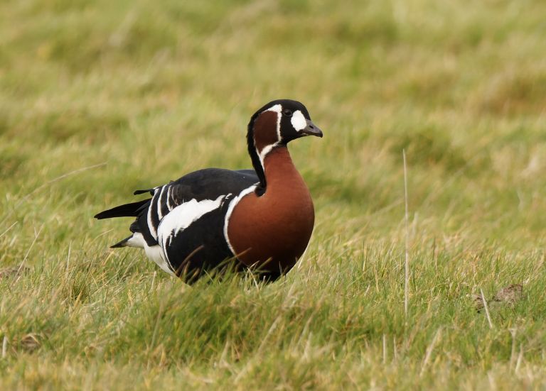 Bulgarie - Roumanie - Roumanie & Bulgarie : les oiseaux hivernants de la Mer Noire