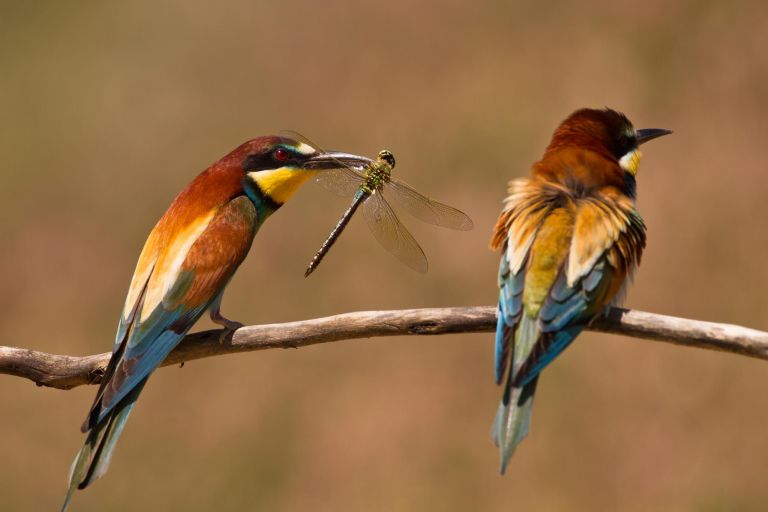 Espagne - Andalousie, un monde d'oiseaux