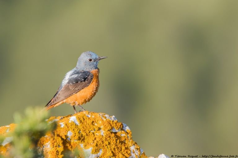 France - L’Ariège, une terre d’oiseaux au printemps