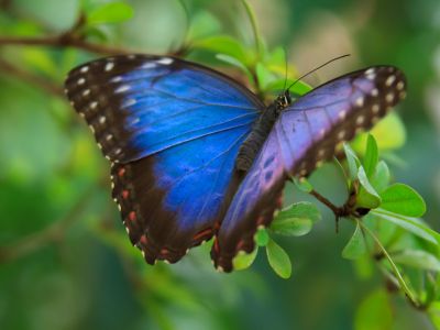 © Papillon Morpho - Costa rica - L'effet Papillon : Merveilles Naturelles du Costa Rica Costa rica - L'effet Papillon : Merveilles Naturelles du Costa Rica