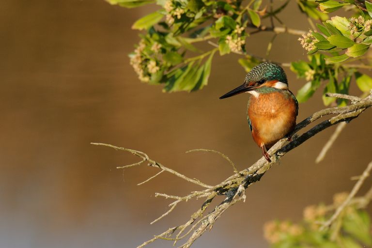 France - Oiseaux du bassin d’Arcachon et migration à la pointe de Grave