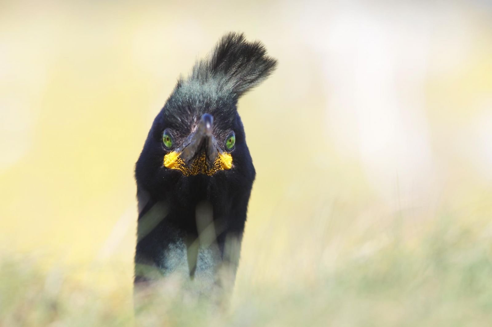 macareux moines sur Lunga Ecosse