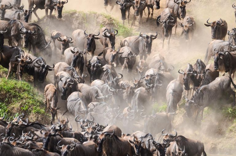Tanzanie - Mammifères, oiseaux et Grande Migration