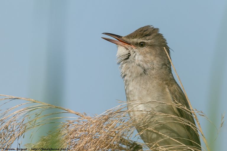 France - Reconnaître les chants d’oiseaux au printemps