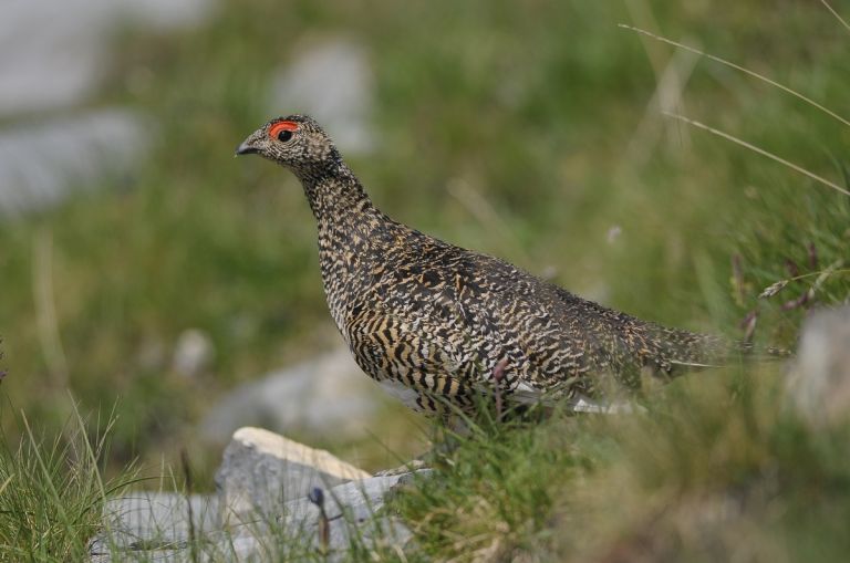 France - Ecrins et Briançonnais: découverte des oiseaux montagnards