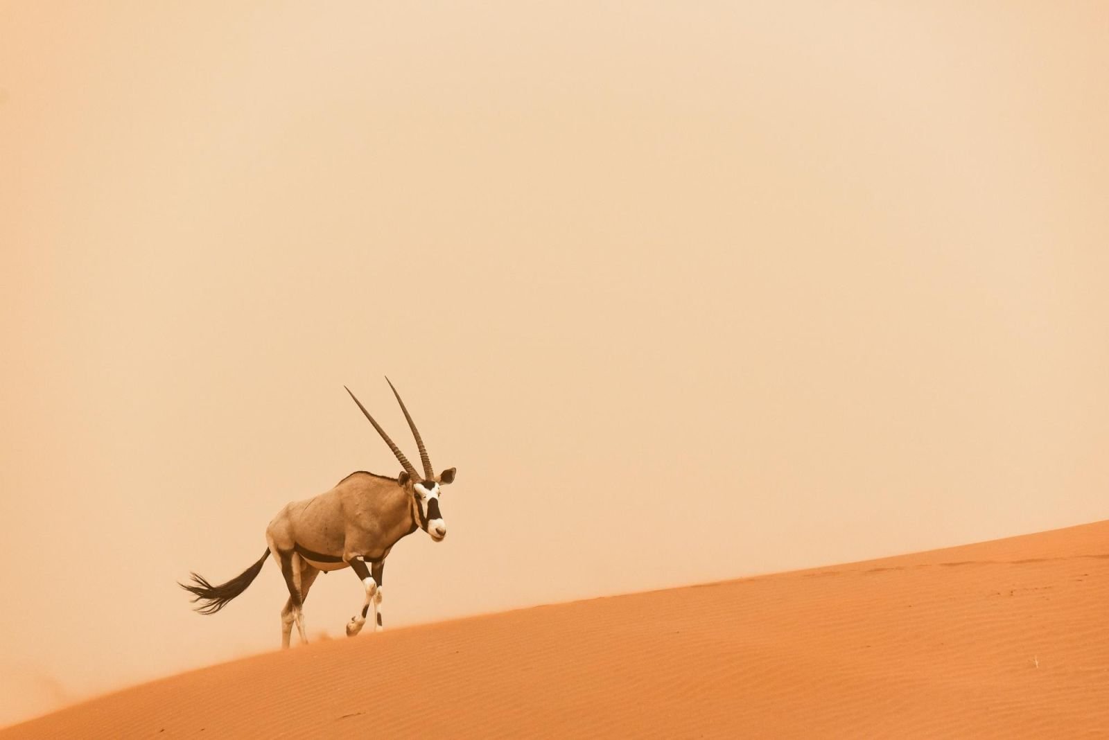 oryx au pied d'une dune de sable ocre