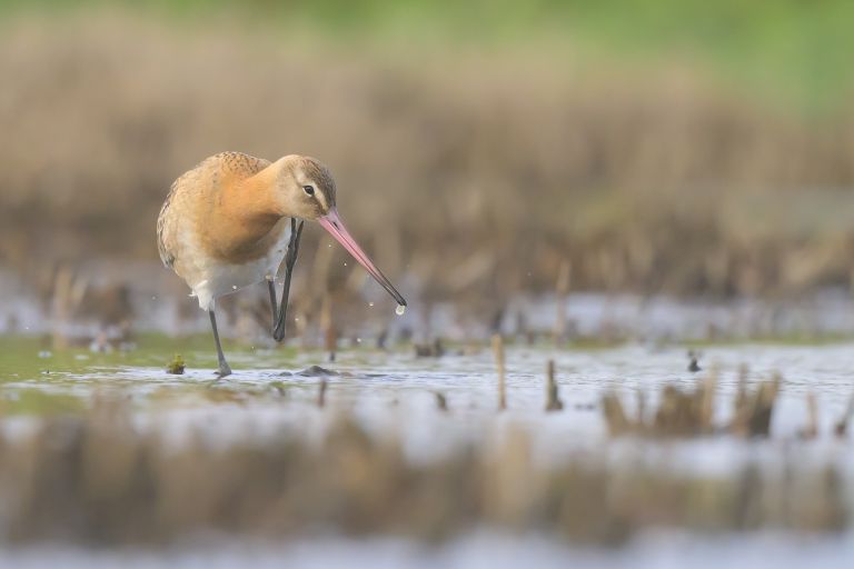 France - La nature du Bassin d’Arcachon