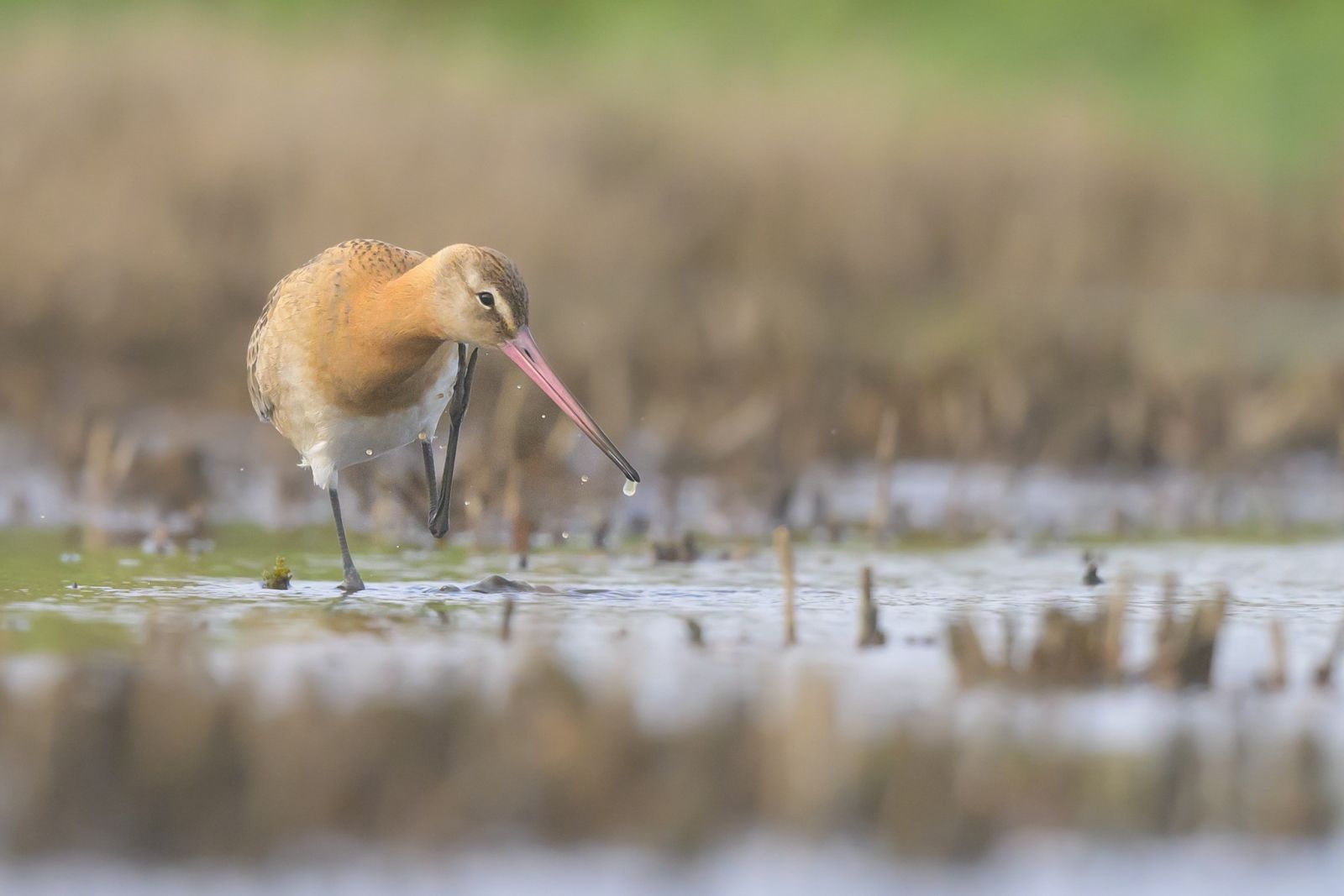 Barge à queue noire