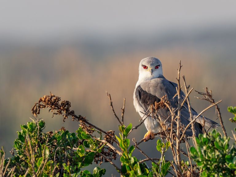Portugal - Ornithologie du Tage à l’Alentejo