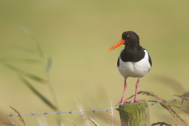 Pays-Bas - Photographier l'avifaune de l'Île de Texel