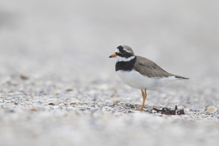 Pays-bas - Photographier l'avifaune de l'Île de Texel