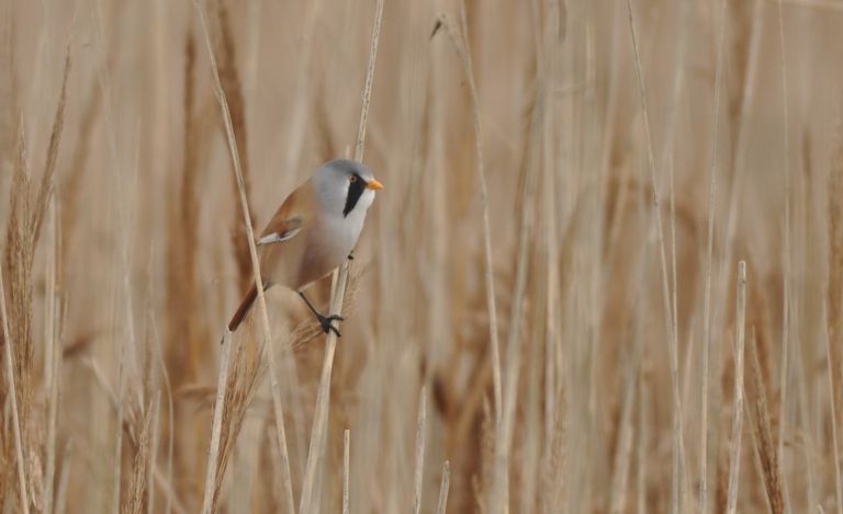 France - A la rencontre des oiseaux de la Vallée de la Seine